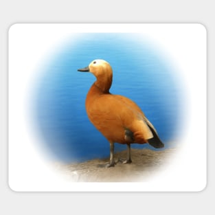 Ruddy shelduck Sticker